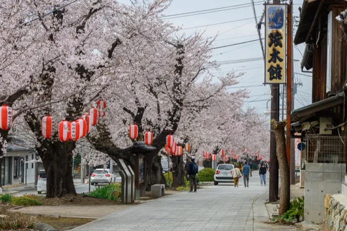 城下町小幡 桜並木の古い町並み散策